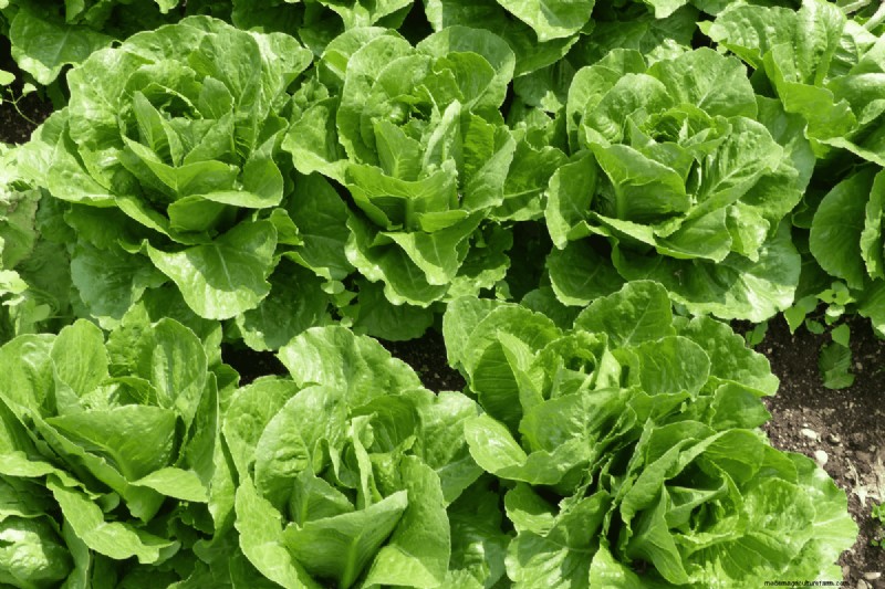 Koffiedik voor uw tuin:21 planten die gedijen 