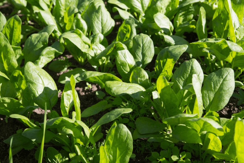 Koffiedik voor uw tuin:21 planten die gedijen 