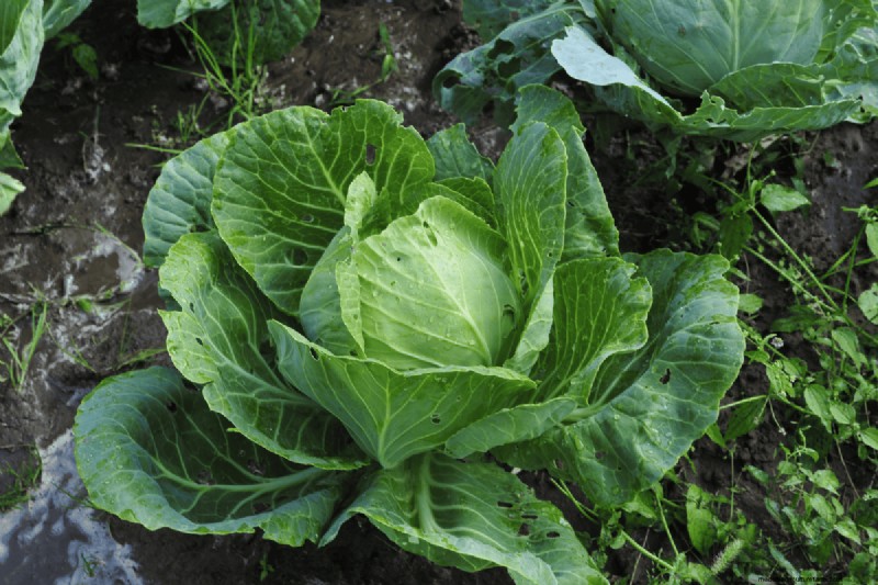 Koffiedik voor uw tuin:21 planten die gedijen 
