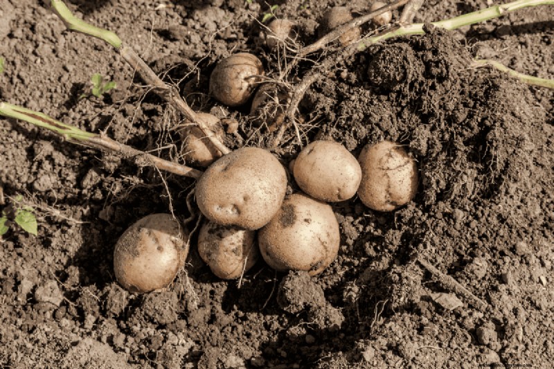 Koffiedik voor uw tuin:21 planten die gedijen 