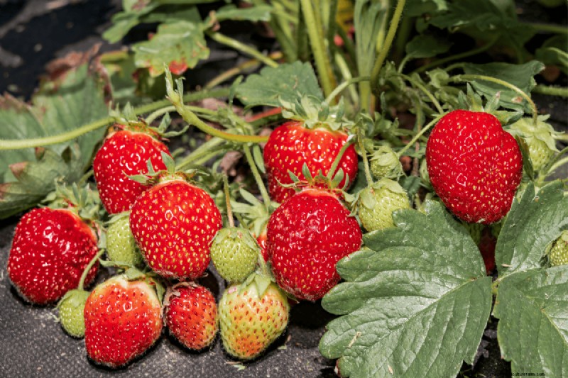 Koffiedik voor uw tuin:21 planten die gedijen 