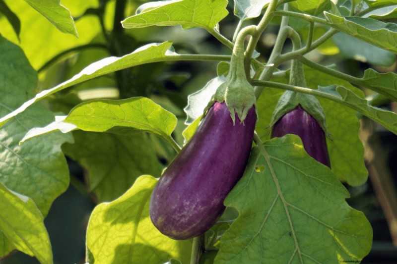 Koffiedik voor uw tuin:21 planten die gedijen 
