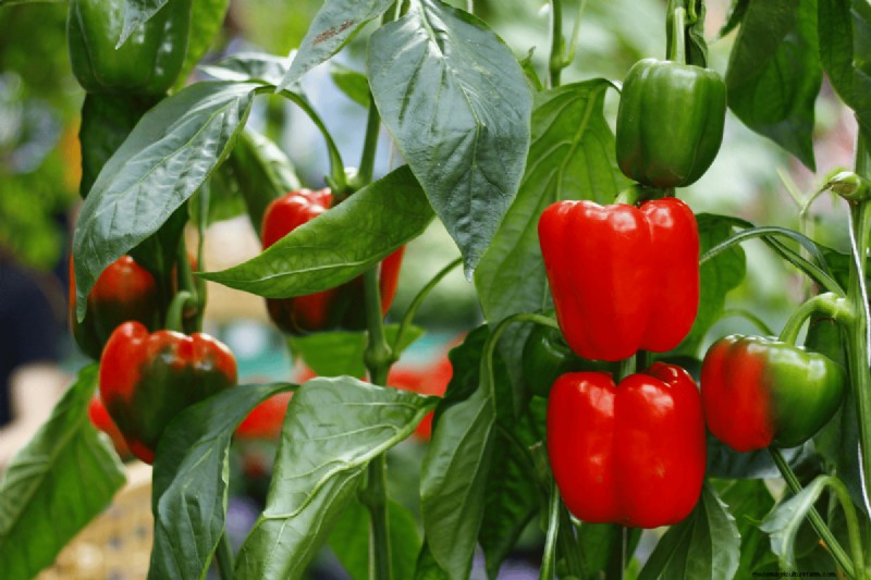 Koffiedik voor uw tuin:21 planten die gedijen 