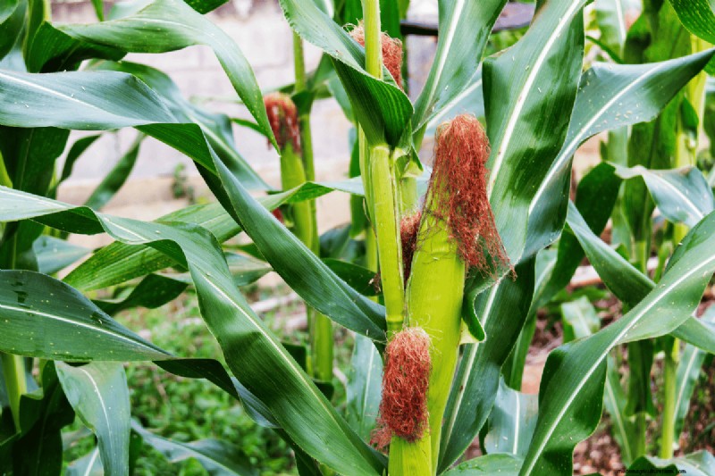 Koffiedik voor uw tuin:21 planten die gedijen 