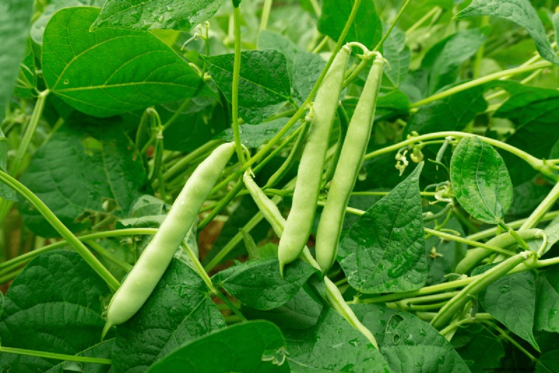 Koffiedik voor uw tuin:21 planten die gedijen 