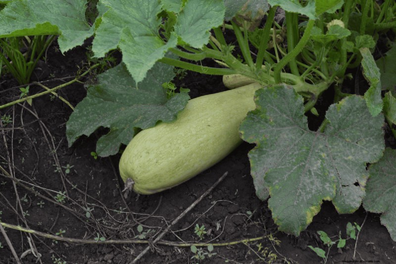 Koffiedik voor uw tuin:21 planten die gedijen 