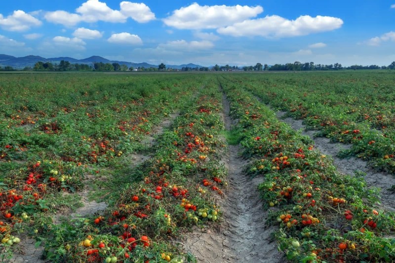 15 unterhaltsame Möglichkeiten, bei Kindern eine lebenslange Liebe zur Gartenarbeit zu wecken 