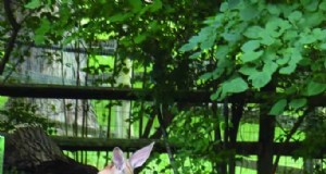 Plantskydd versus Liquid Fence:een uitgebreide vergelijking voor tuinbescherming 