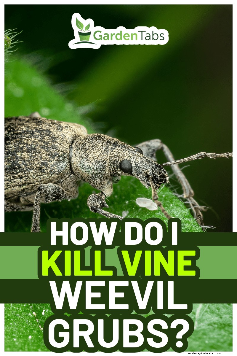 Vine Weevil Grub Control:beproefde methoden voor tuinbescherming 