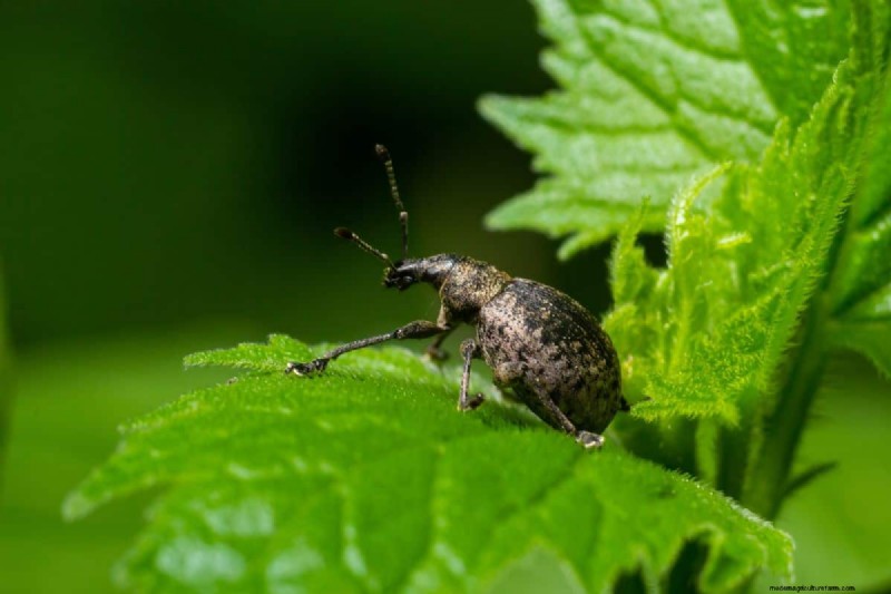 Vine Weevil Grub Control:beproefde methoden voor tuinbescherming 