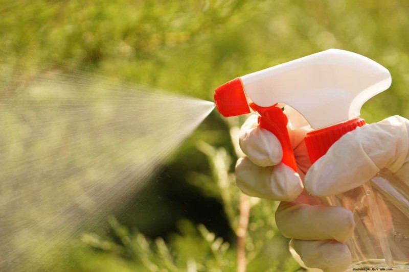 Vine Weevil Grub Control:beproefde methoden voor tuinbescherming 