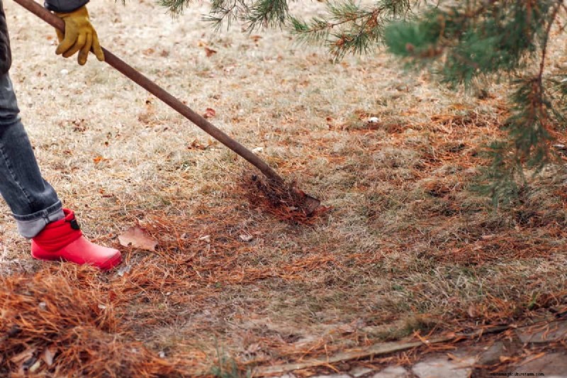 Schützen Sie Ihren Rasen:Effektive Methoden zum Entfernen von Kiefernnadeln 