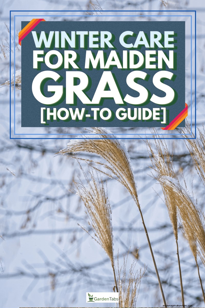 Maidengrass beschermen in de winter:een uitgebreide gids 