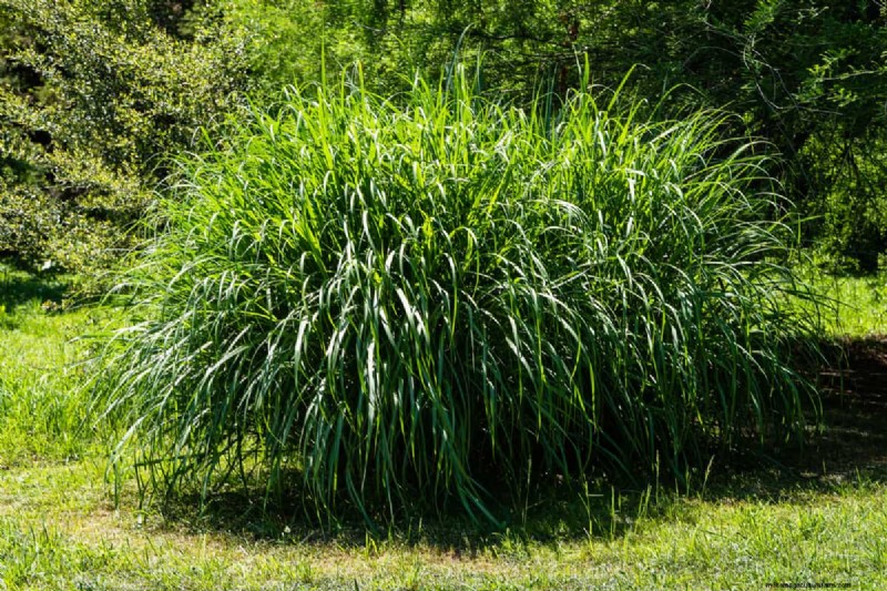Maidengrass beschermen in de winter:een uitgebreide gids 