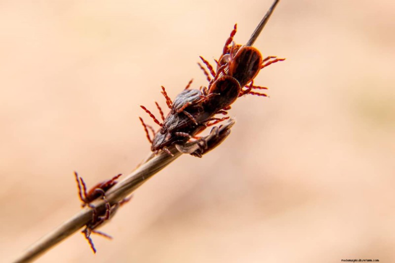 Maidengrass beschermen in de winter:een uitgebreide gids 