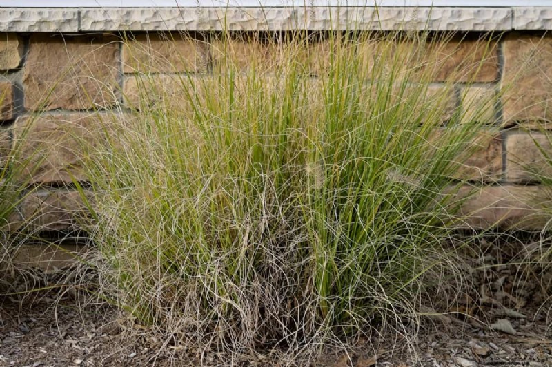 Maidengrass beschermen in de winter:een uitgebreide gids 