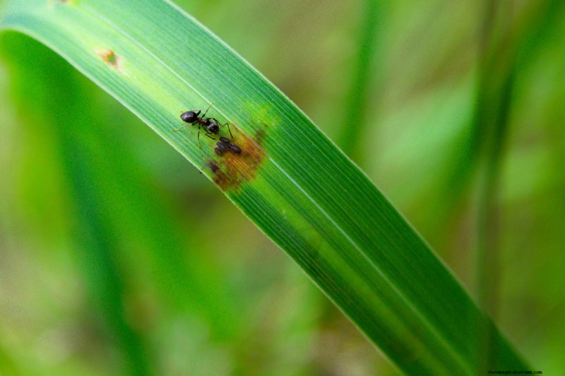 Maidengrass beschermen in de winter:een uitgebreide gids 