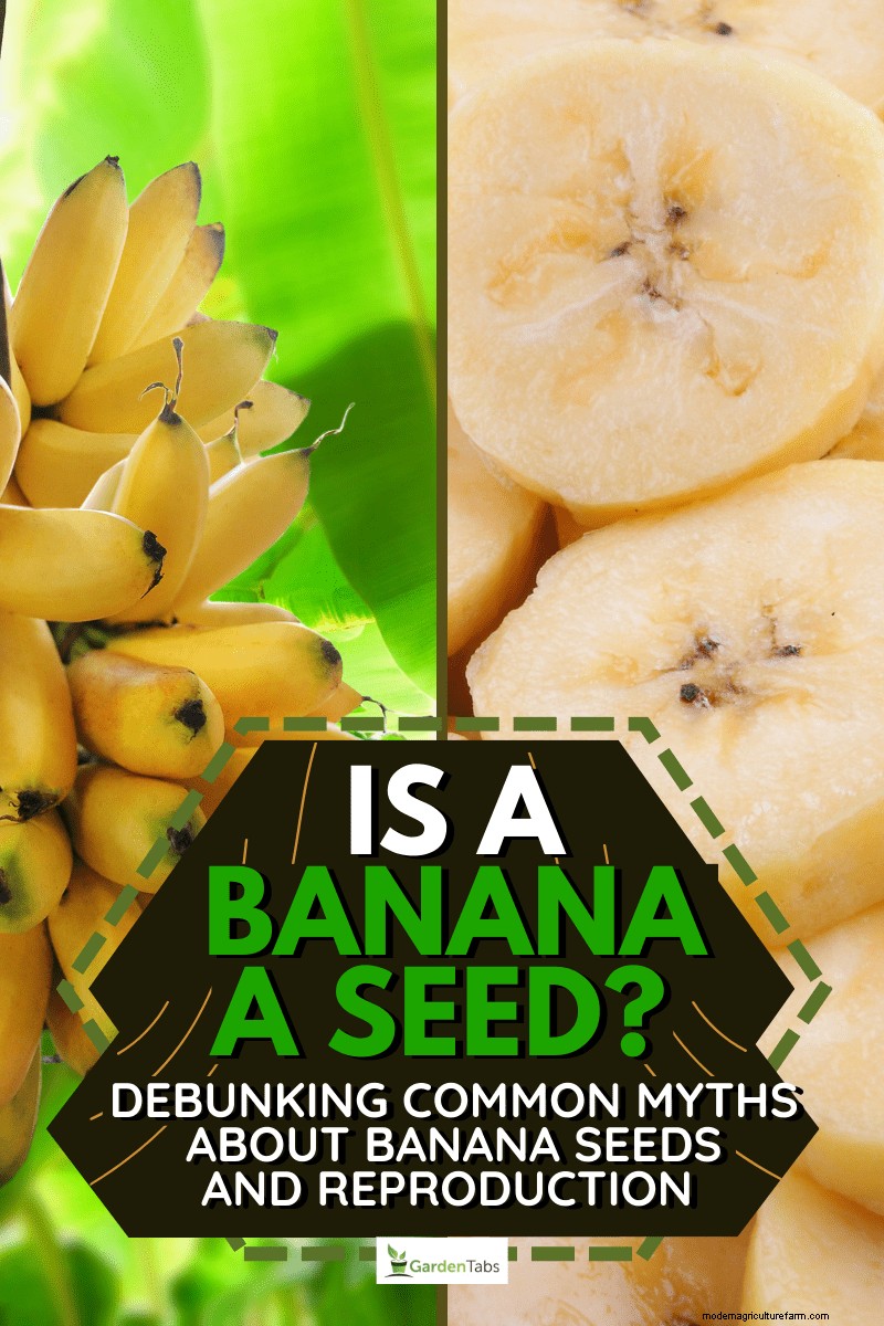 Bananen:bevatten ze zaden? Inzicht in de reproductie van bananen 