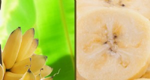 Bananen:bevatten ze zaden? Inzicht in de reproductie van bananen 