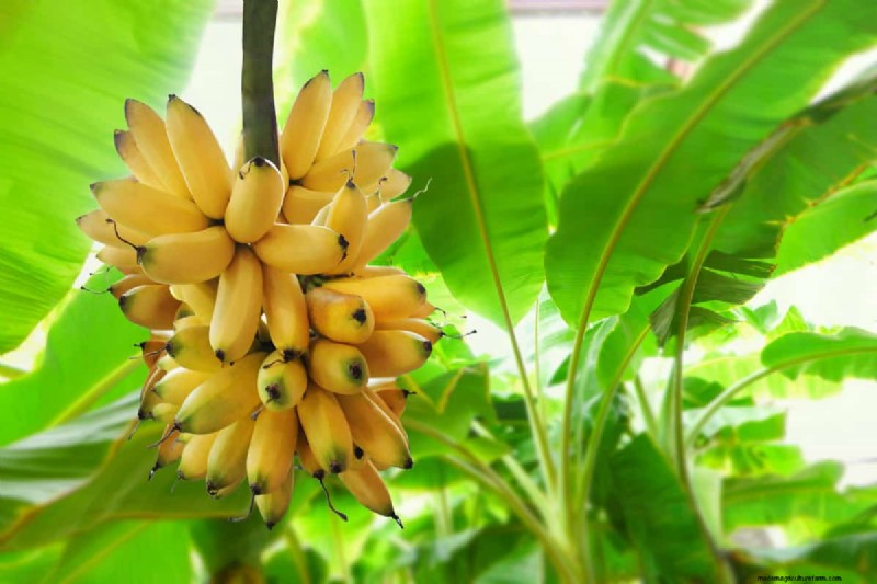 Bananen:bevatten ze zaden? Inzicht in de reproductie van bananen 