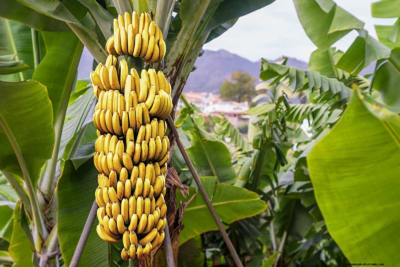 Bananen:bevatten ze zaden? Inzicht in de reproductie van bananen 