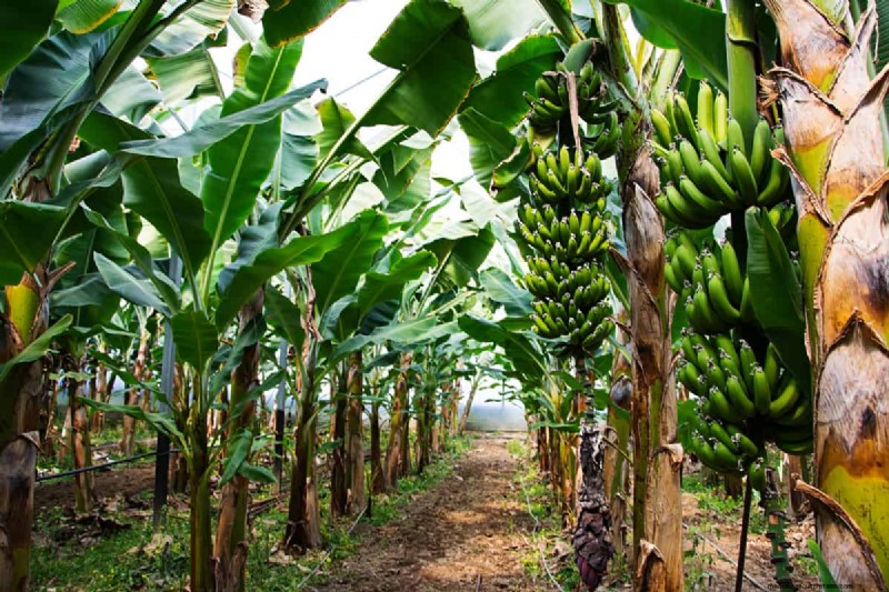 Bananen:bevatten ze zaden? Inzicht in de reproductie van bananen 