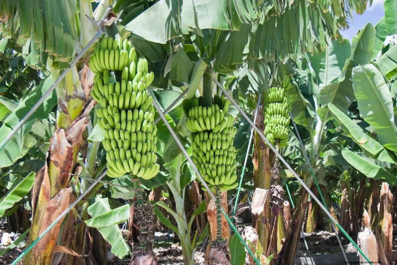 Bananen:bevatten ze zaden? Inzicht in de reproductie van bananen 