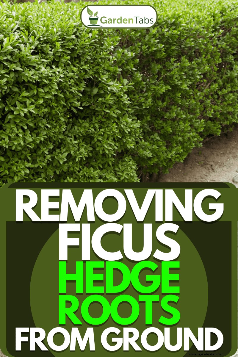 Menghapus Akar Ficus Hedge:Panduan Komprehensif 