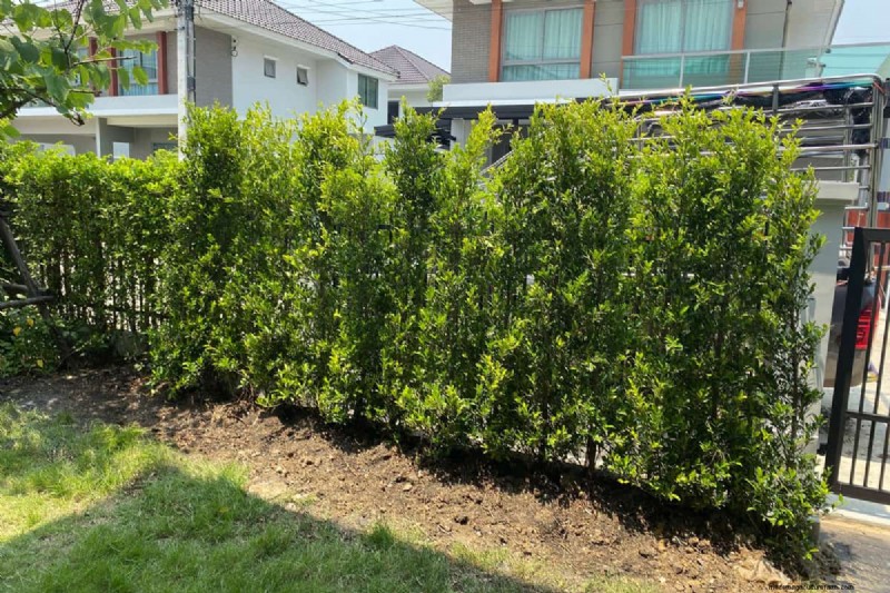 Menghapus Akar Ficus Hedge:Panduan Komprehensif 