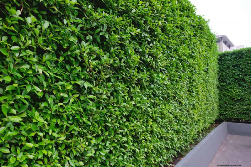 Menghapus Akar Ficus Hedge:Panduan Komprehensif 