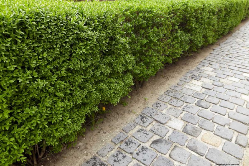 Menghapus Akar Ficus Hedge:Panduan Komprehensif 