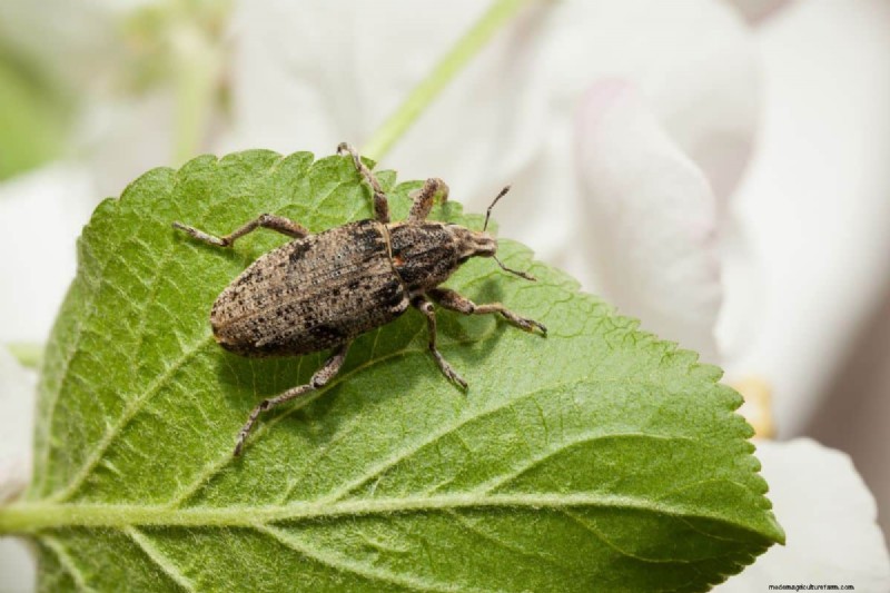 Slachtoffers van de Vine Weevil:planten die het meeste risico lopen en hoe u ze kunt beschermen 