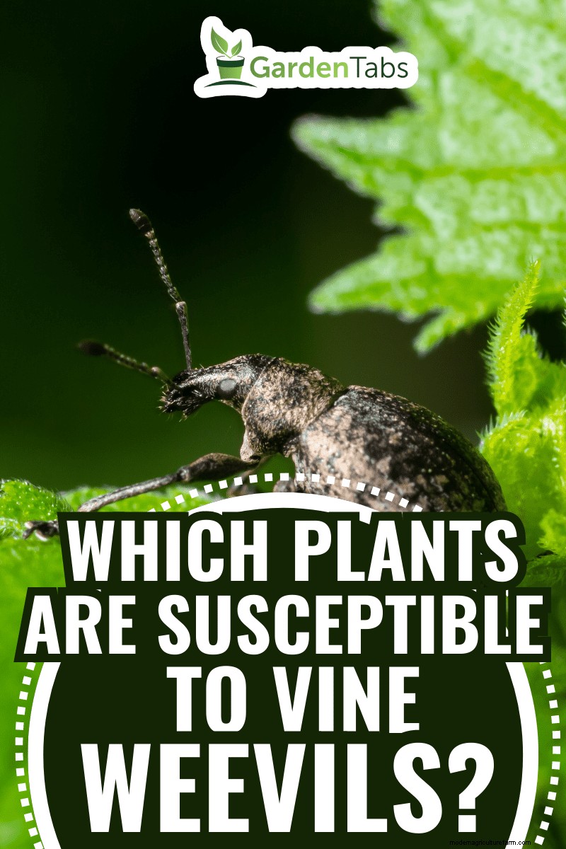 Slachtoffers van de Vine Weevil:planten die het meeste risico lopen en hoe u ze kunt beschermen 