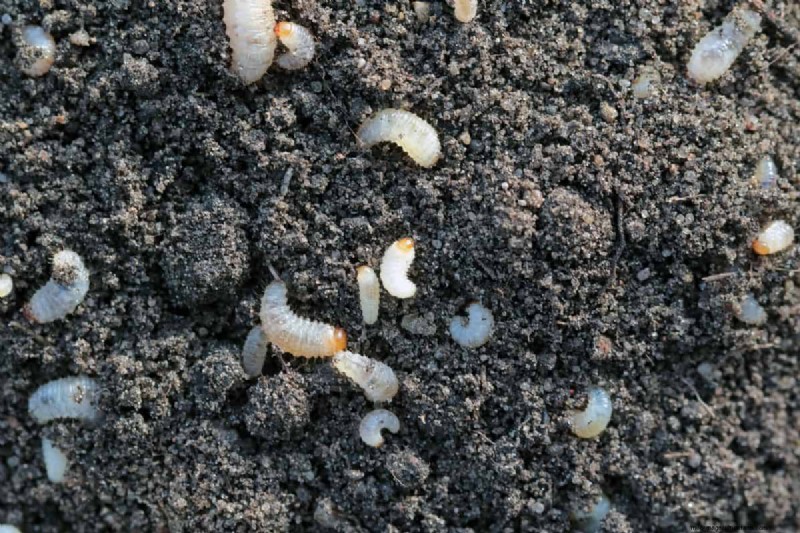 Slachtoffers van de Vine Weevil:planten die het meeste risico lopen en hoe u ze kunt beschermen 
