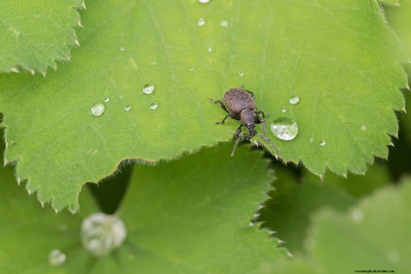 Slachtoffers van de Vine Weevil:planten die het meeste risico lopen en hoe u ze kunt beschermen 