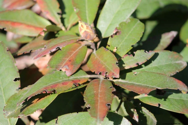Slachtoffers van de Vine Weevil:planten die het meeste risico lopen en hoe u ze kunt beschermen 