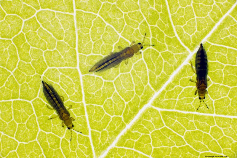 Tripsverspreiding:hoe u plagen kunt voorkomen en uw planten kunt beschermen 