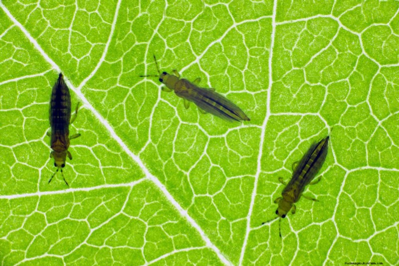 Tripsverspreiding:hoe u plagen kunt voorkomen en uw planten kunt beschermen 