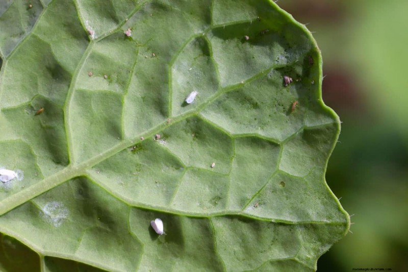 Tripsverspreiding:hoe u plagen kunt voorkomen en uw planten kunt beschermen 