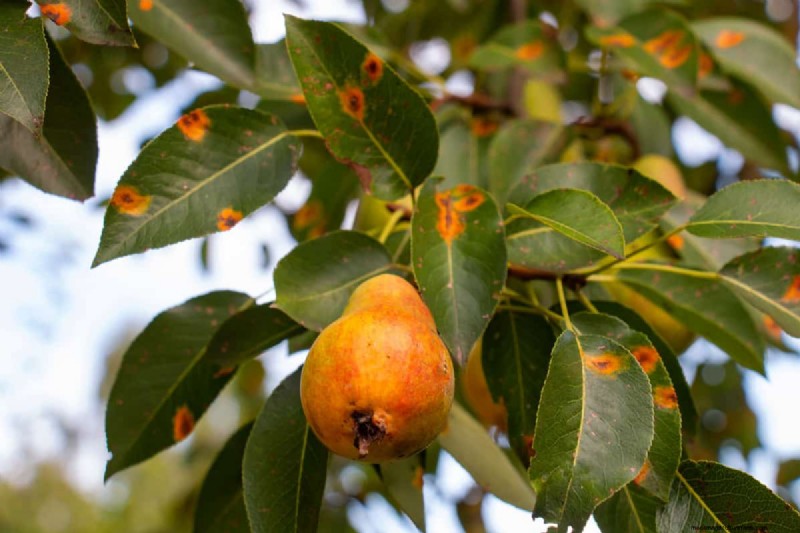 Behandeling van perenroestschimmel:bescherm uw perenbomen 