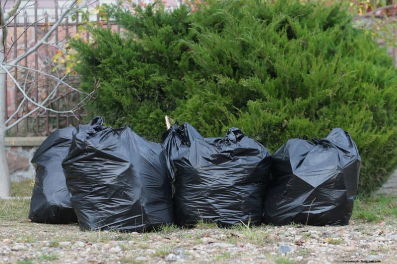 Behandeling van perenroestschimmel:bescherm uw perenbomen 