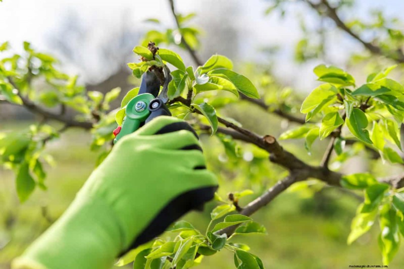 Behandeling van perenroestschimmel:bescherm uw perenbomen 