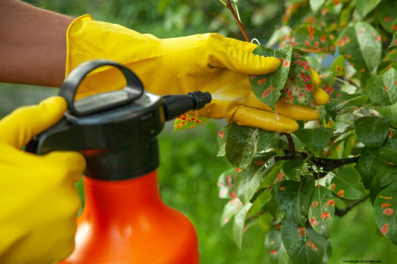 Behandeling van perenroestschimmel:bescherm uw perenbomen 
