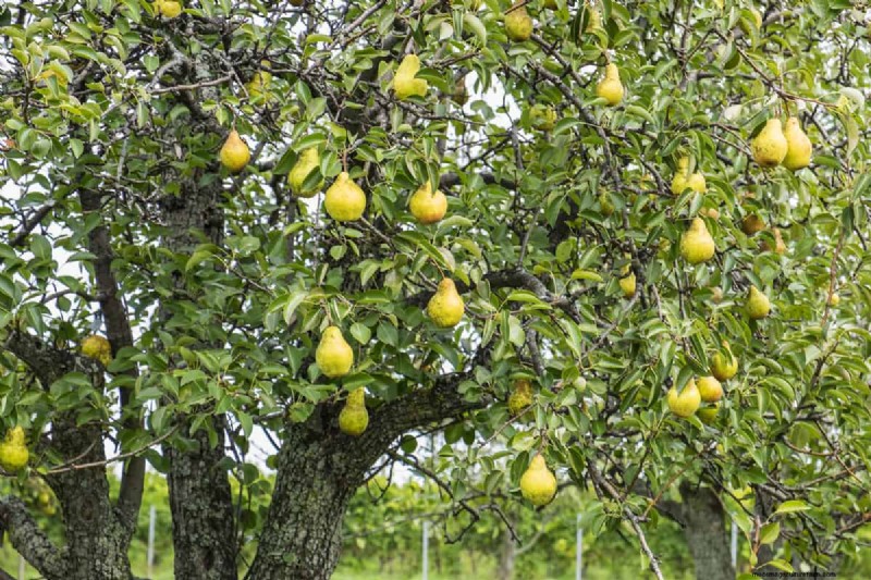 Behandeling van perenroestschimmel:bescherm uw perenbomen 