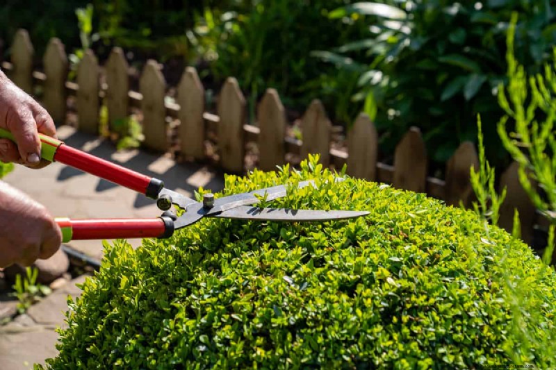 Grasschere vs. Rasentrimmer:Welche eignet sich am besten für Rasenkanten? 