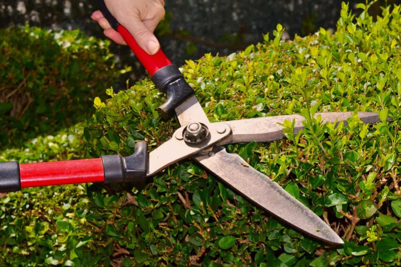 Grasschere vs. Rasentrimmer:Welche eignet sich am besten für Rasenkanten? 