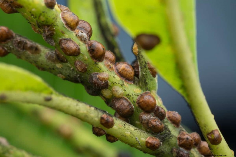Dode schaalinsecten identificeren:een uitgebreide gids 