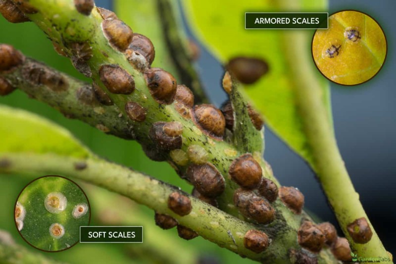 Dode schaalinsecten identificeren:een uitgebreide gids 