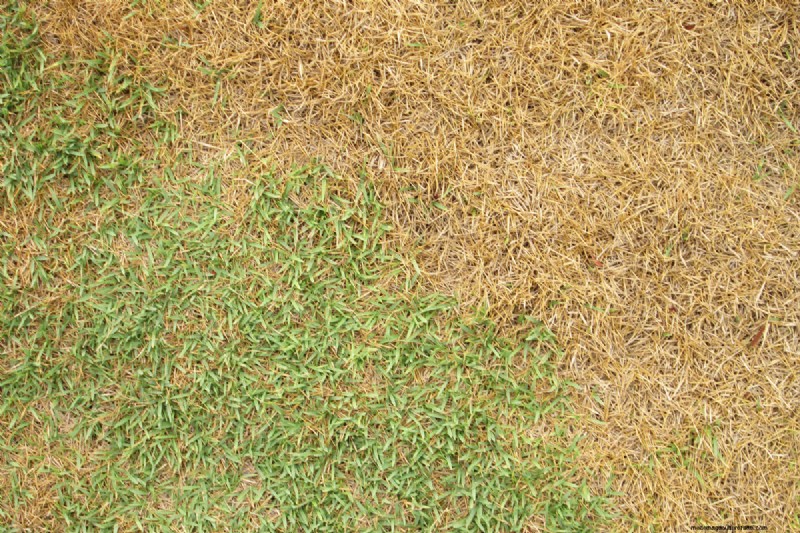 草の耐塩性:塩分制限を理解する 