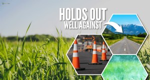 Rietzwenkgras voor veel verkeer:voor-, nadelen en verzorging 